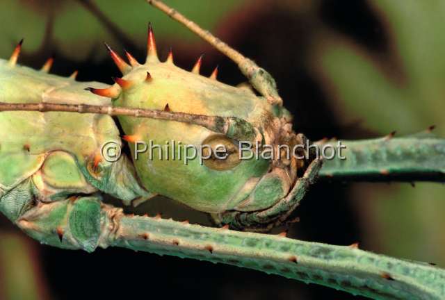 Heteropteryx dilatata.JPG - in "Portraits d'insectes" ed. SeuilHeteropteryx dilatataPhasme geant dilateGiant stick insectPhasmatodeaBacillidaeMalaisie